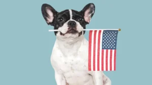 dueños de perros