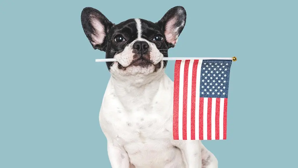 dueños de perros