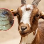 Alerta sanitaria: El USDA detecta un caso de gusano barrenador cerca de la frontera con EE. UU.