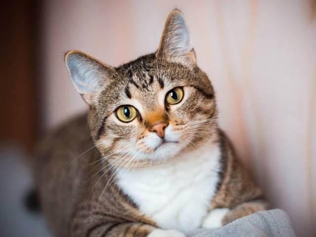 gatos atrofia cerebral