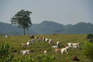 gusano barrenador