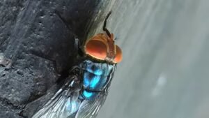 gusano barrenador en Texas
