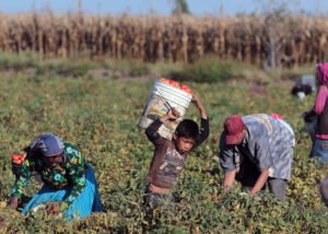 JORNALEROS DE YURECUARO. FOTO IGNACIO JUÁREZ LA JORNADA MICHOACÁN