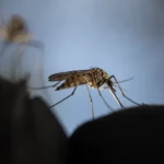 El controversial plan de Google para soltar millones de insectos y cambiar el ecosistema