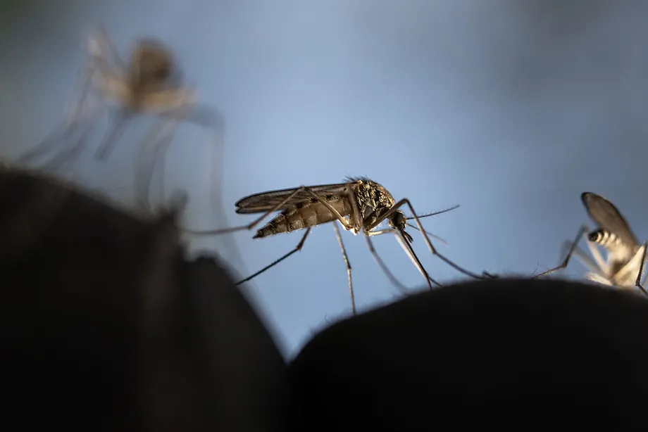 liberación de mosquitos