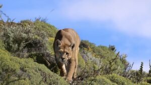 pumas en Estados Unidos