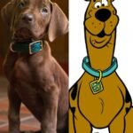 Scooby-Doo revive en live action