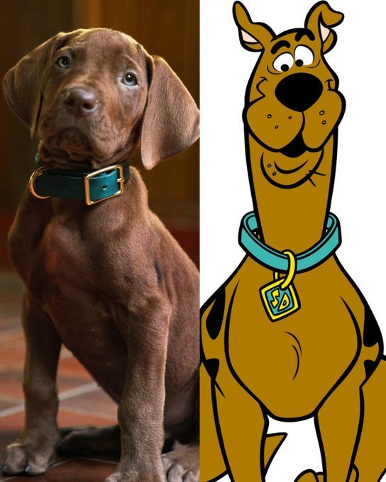 scoobydoo