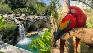 xcaretgratis