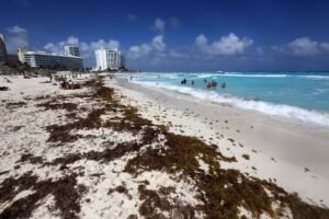 Gobierno México sargazo Caribe