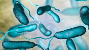 Vibrio vulnificus
