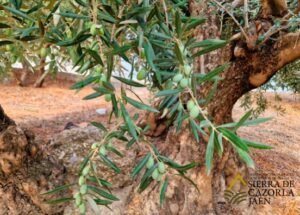 aceituna