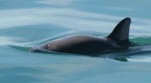 avistamientos vaquitas marinas mexicanas