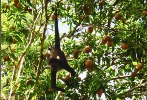 borrartest (10)