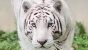 Muere tigre de Bengala