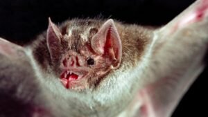 niño murciélago en Canadá