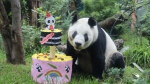 panda Xin Xin 36