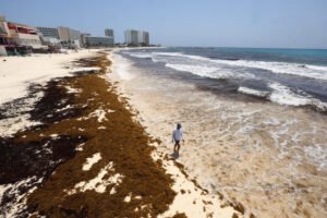 Sargazo, falta de vuelos y crisis global tienen a Caribe mexicano con ocupación del 60 %