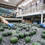 Estados Unidos suspende importaciones de aguacate de Michoacán por temas de seguridad