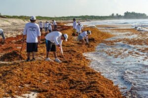 El Caribe mexicano enfrenta su peor temporada de sargazo