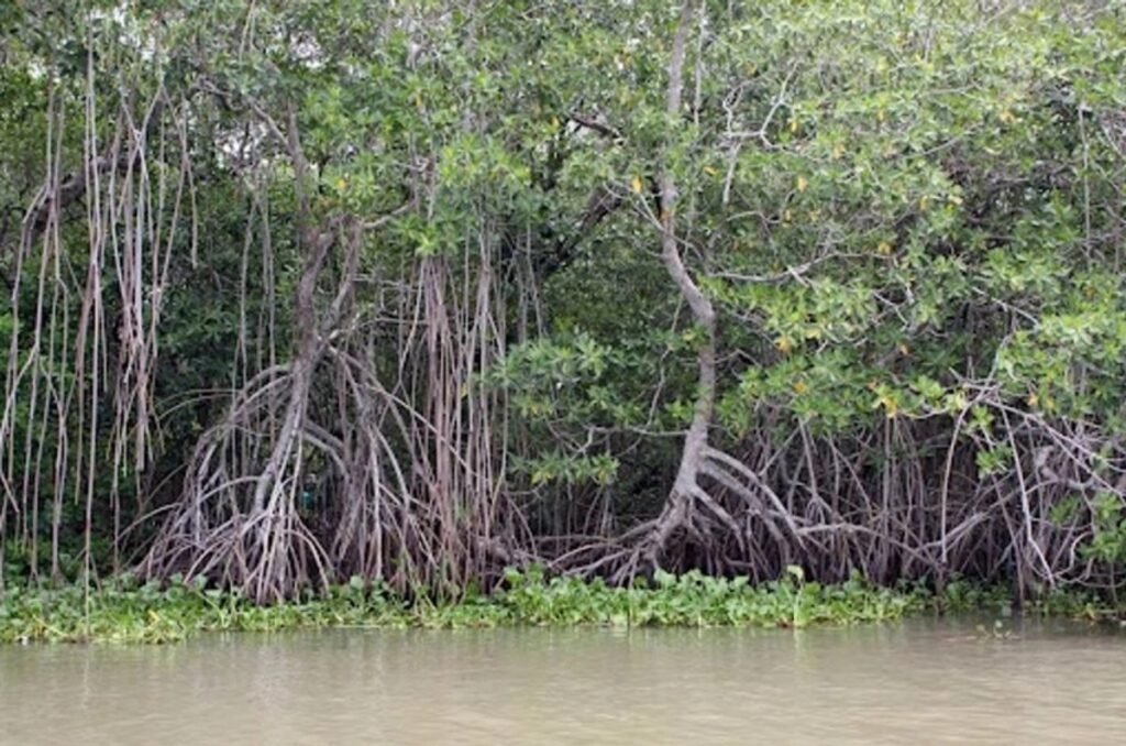 México pérdida manglar