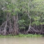 México reporta la pérdida de más de 27 mil hectáreas de manglar en los últimos cinco años