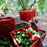 Oro verde imparable: México aplasta a la competencia mundial en exportación de aguacate a EE. UU.