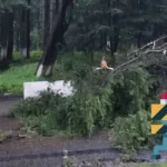 Árbol caído bloquea la México-Toluca hoy 9 agosto; recomiendan tomar rutas alternas