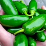 ¿Cómo afecta a México la alerta en EU por jalapeños contaminados?