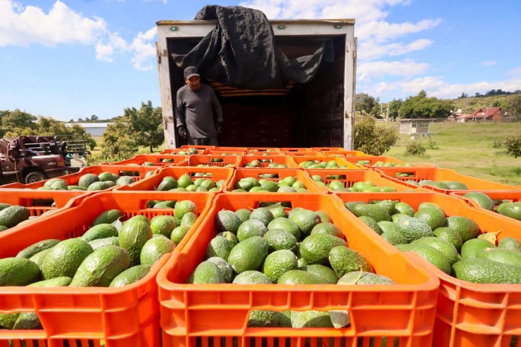 exportaciones de aguacate