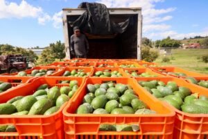 exportaciones de aguacate