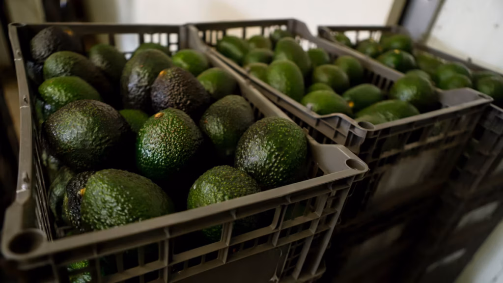 exportaciones de aguacate de Michoacán