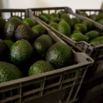 México reactiva 85% de las exportaciones de aguacate de Michoacán a Estados Unidos