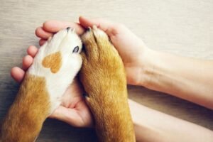 seguros para mascotas